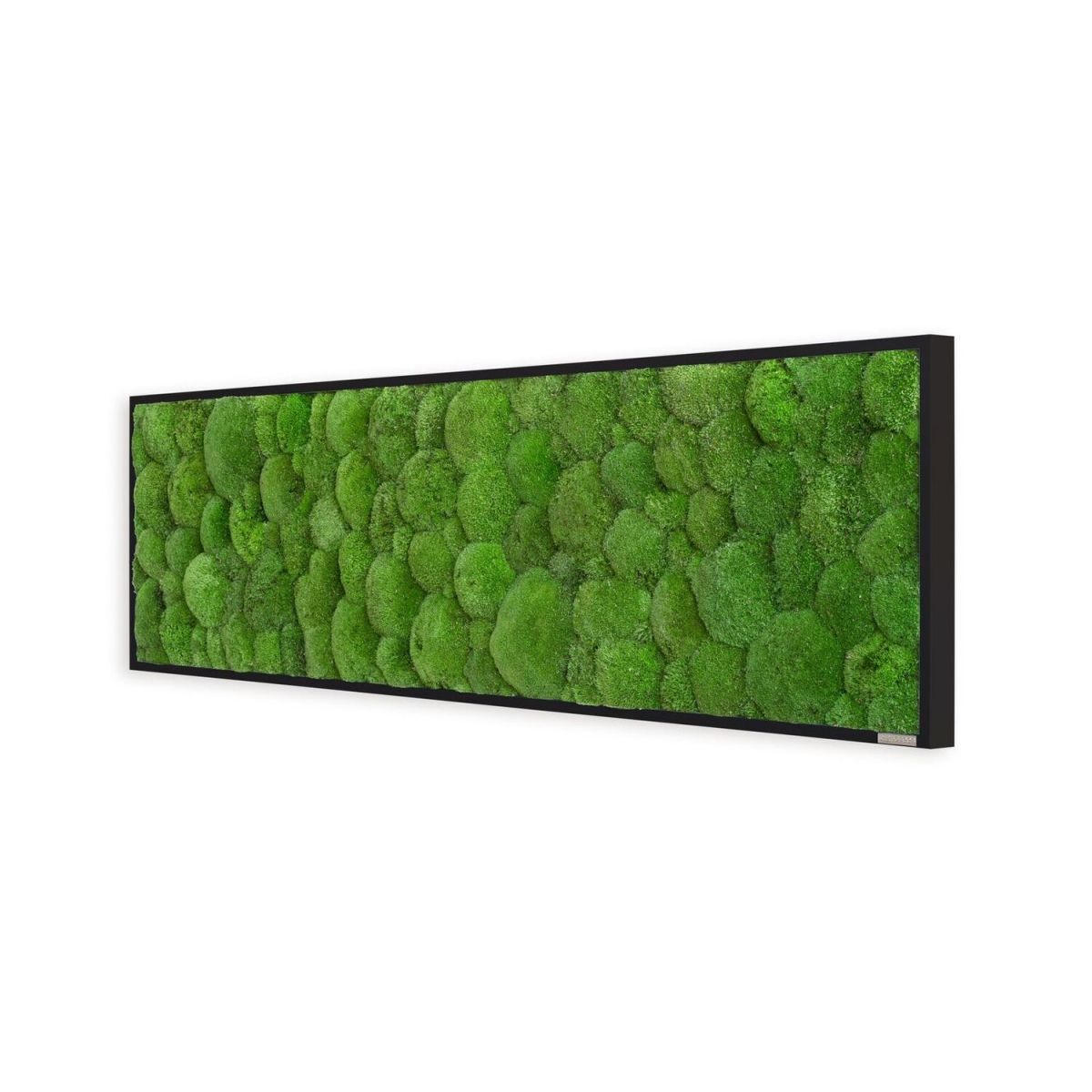 styleGREEN Kugelmoosbild 140x40cm Vollholz (schwarz) 140x40 cm (LxB); grün