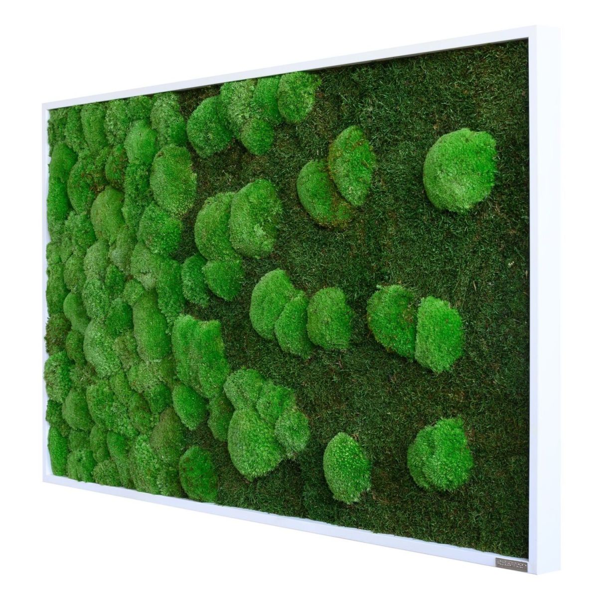 styleGREEN Wald- und Kugelmoosbild Verlauf 100x60cm 100x60 cm (LxB); grün