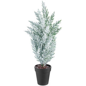Tree Bony