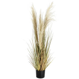 Pampas grass Sanaja