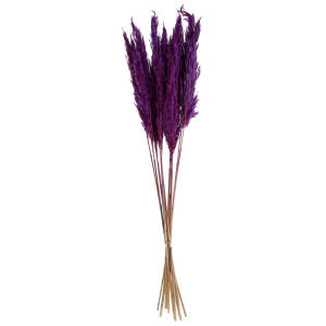Pampas grass Kalila