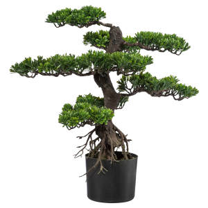 Bonsai Runa