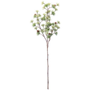 Cedar branch Kianga