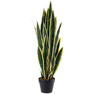 Φυτό Sansevieria Kiran
