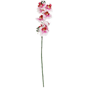Orchid branch Maarja