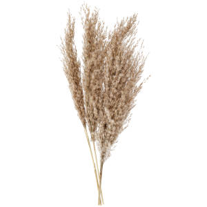 Pampas grass Benoit
