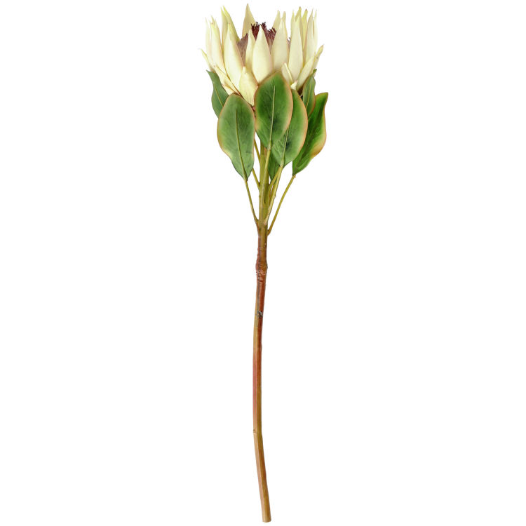 Protea Maaret