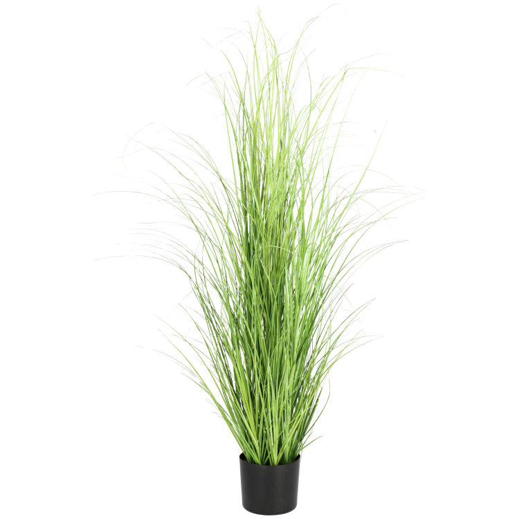 Grasbusch Sanah