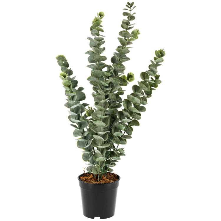 Planta de eucalipto Haruko