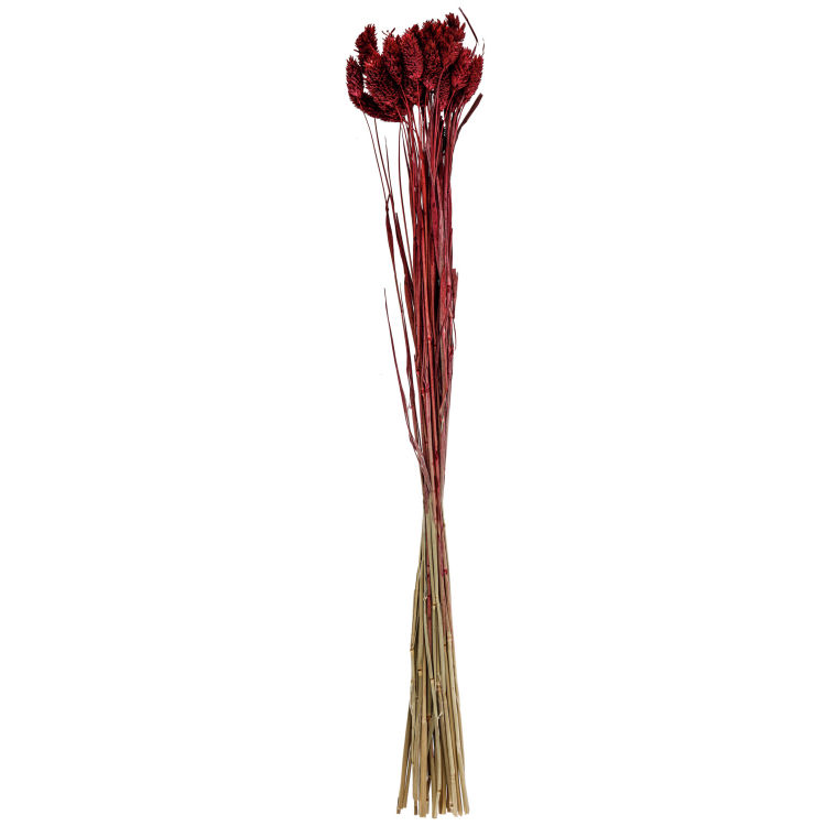 Trockenblumenbundle Afnan