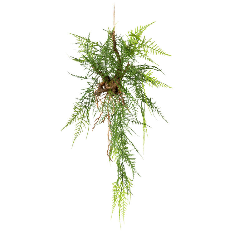 Hängeast Asparagus Kausalya