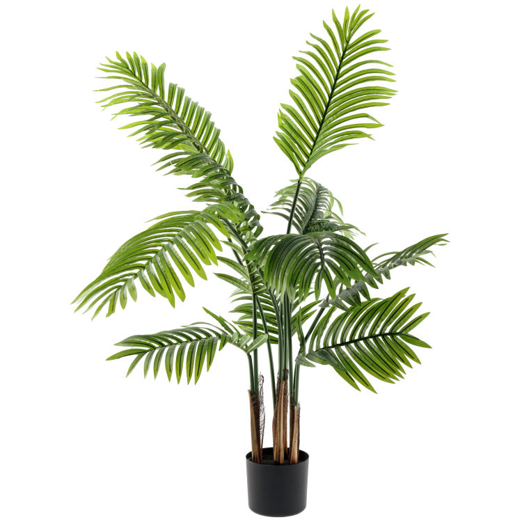 Areca Palme Midori