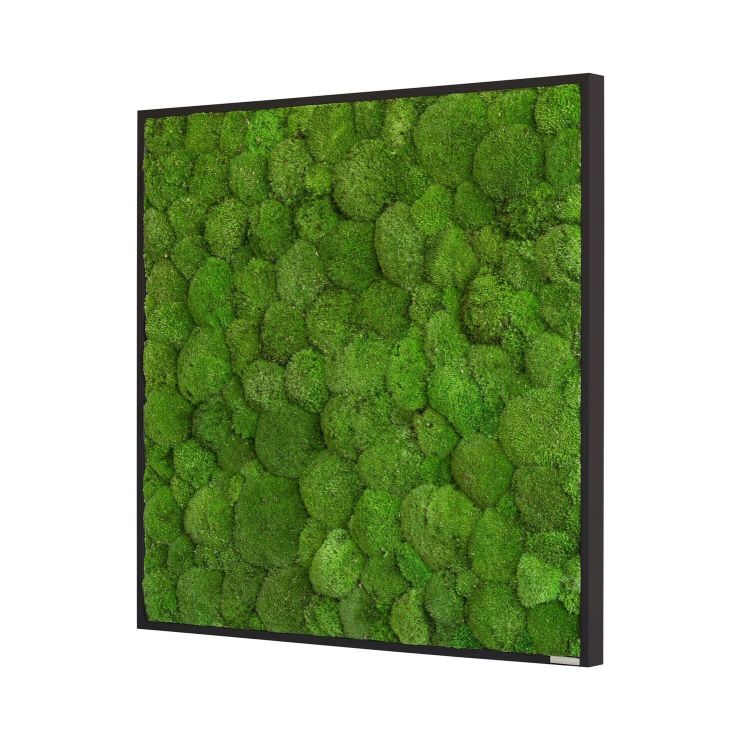 Kugelmoosbild 80x80cm Vollholz (schwarz)