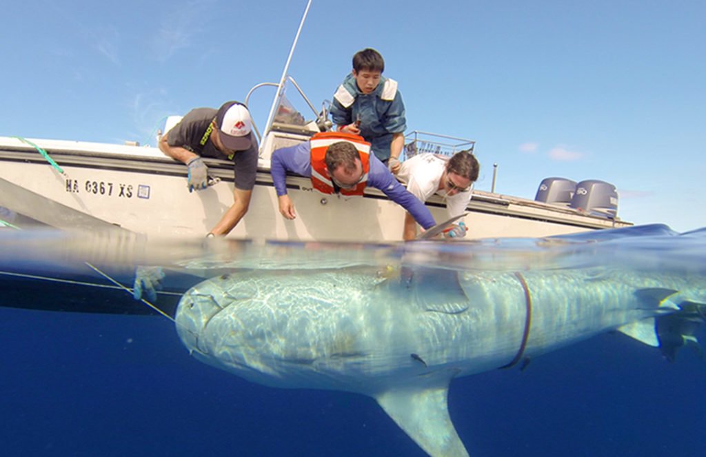 Tiburón en peligro de extinción