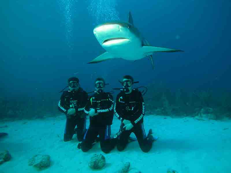 Tiburón con humanos