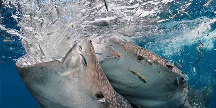 Tiburón Ballena