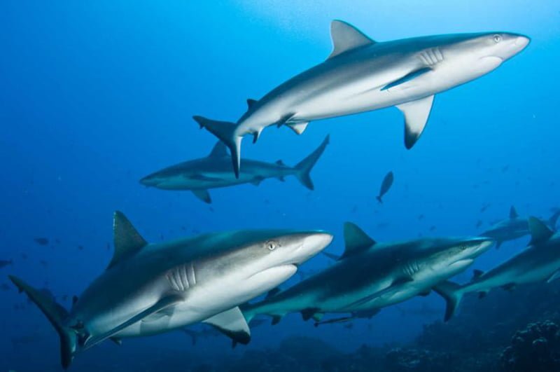 Tiburones en peligro de extinción