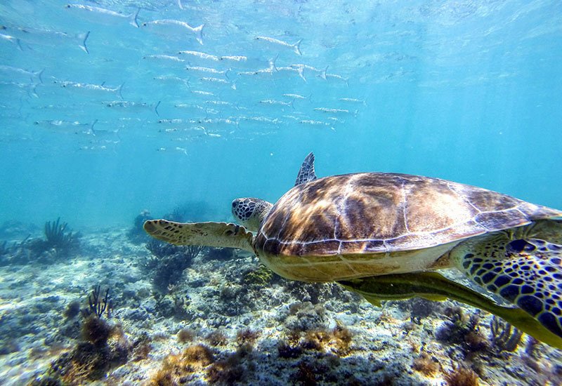 Tortugas en Cancún