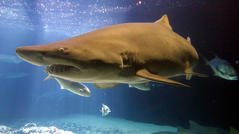 Sharks en Cancún