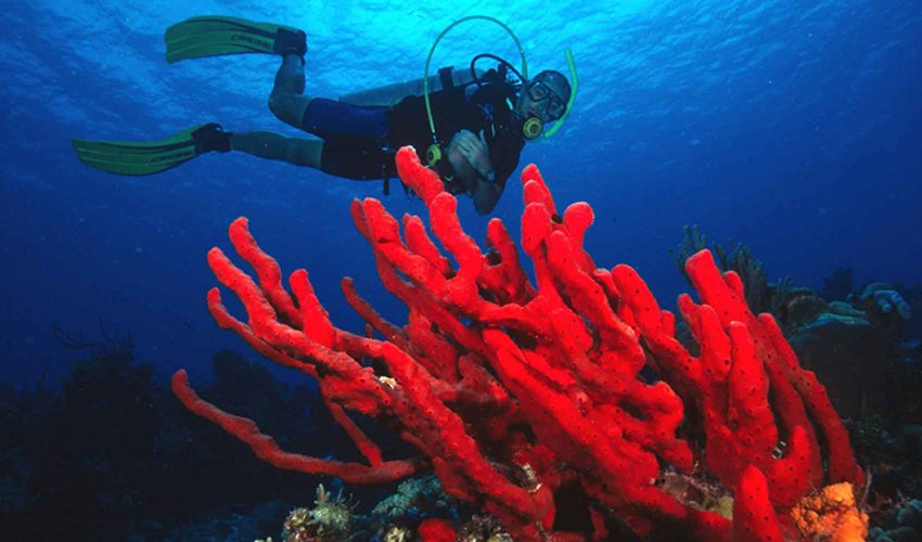 Arrecife en Cozumel