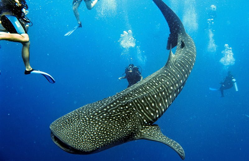 Tiburón ballena