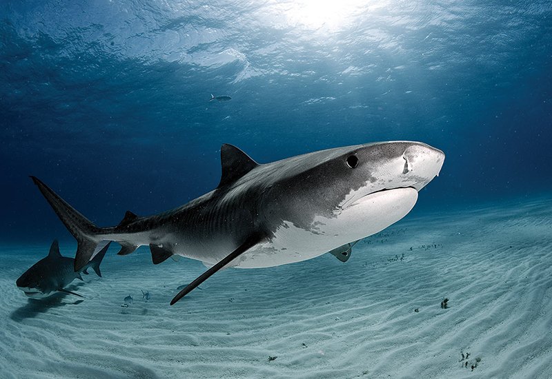 Los tiburones son sensibles