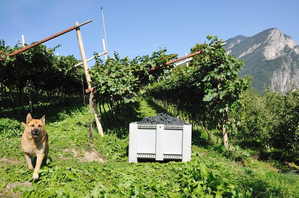 Pet Friendly Wineries in Napa and Sonoma Ginger Martin Ginger Martin