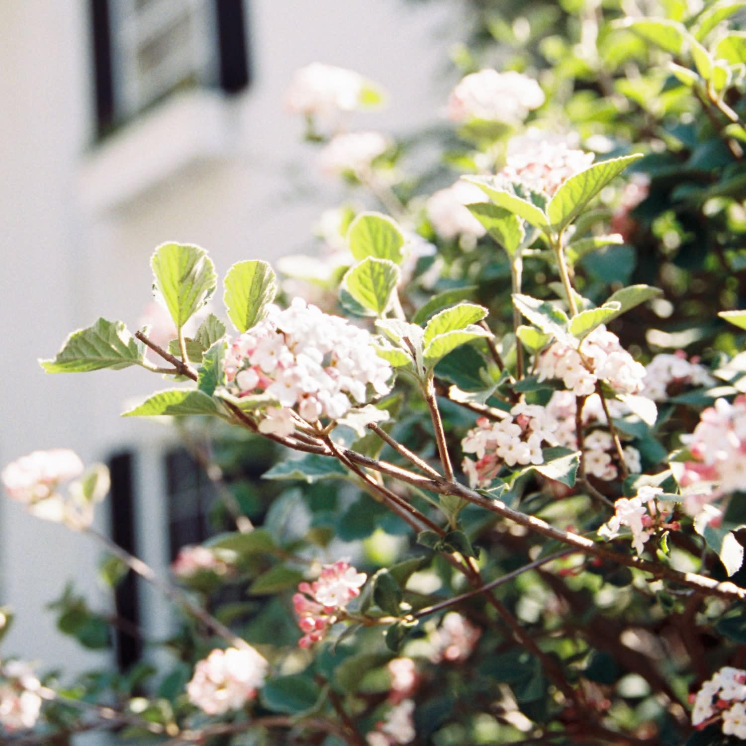 A close-up photo of a flowering shrub with white blooms and green leaves