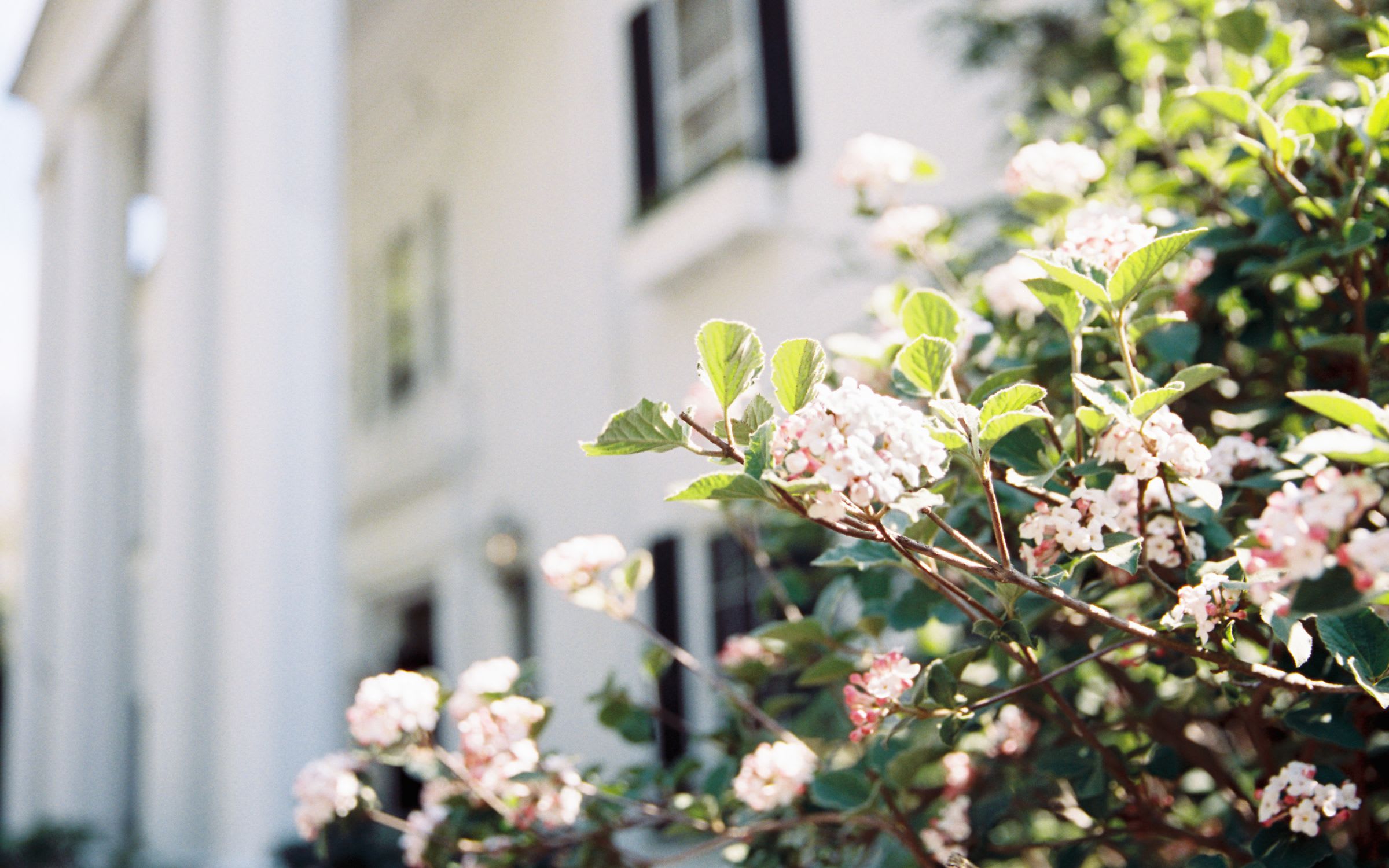 A close-up of flowers blooming beside a large white house.