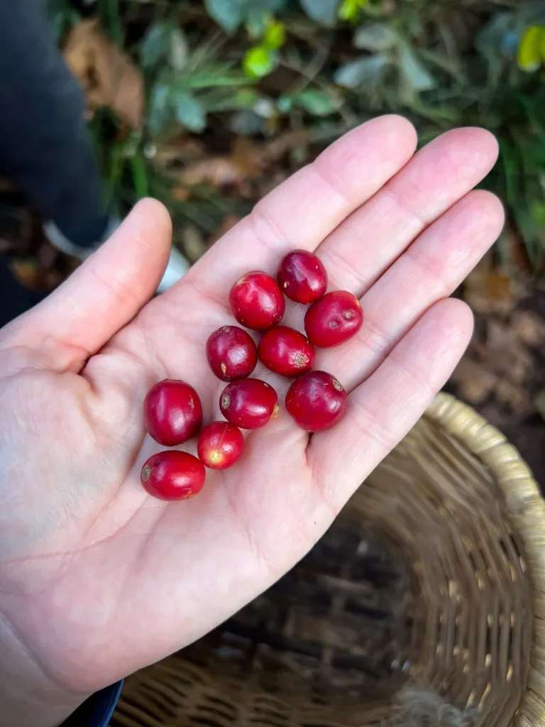 How St. Louis roasters are responding to record-high coffee prices