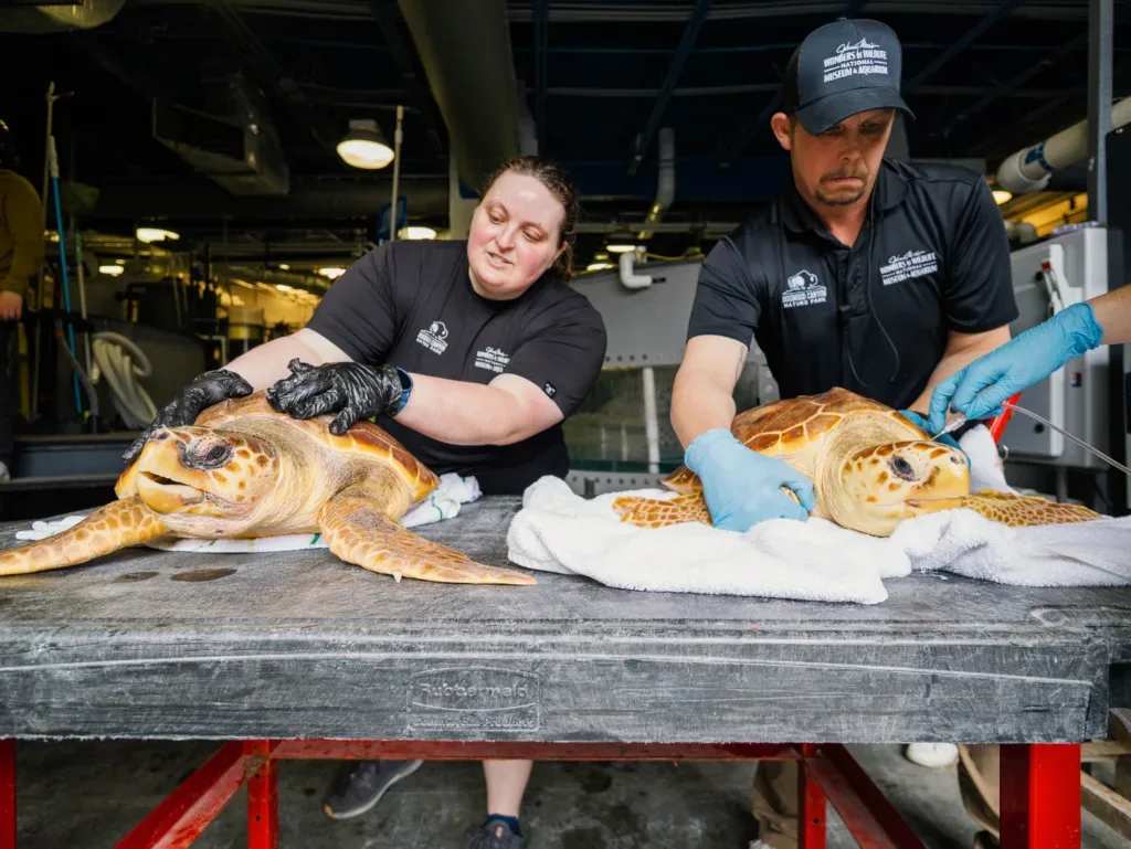 Wonders of Wildlife brings conservation to life with sea turtle rescue and release