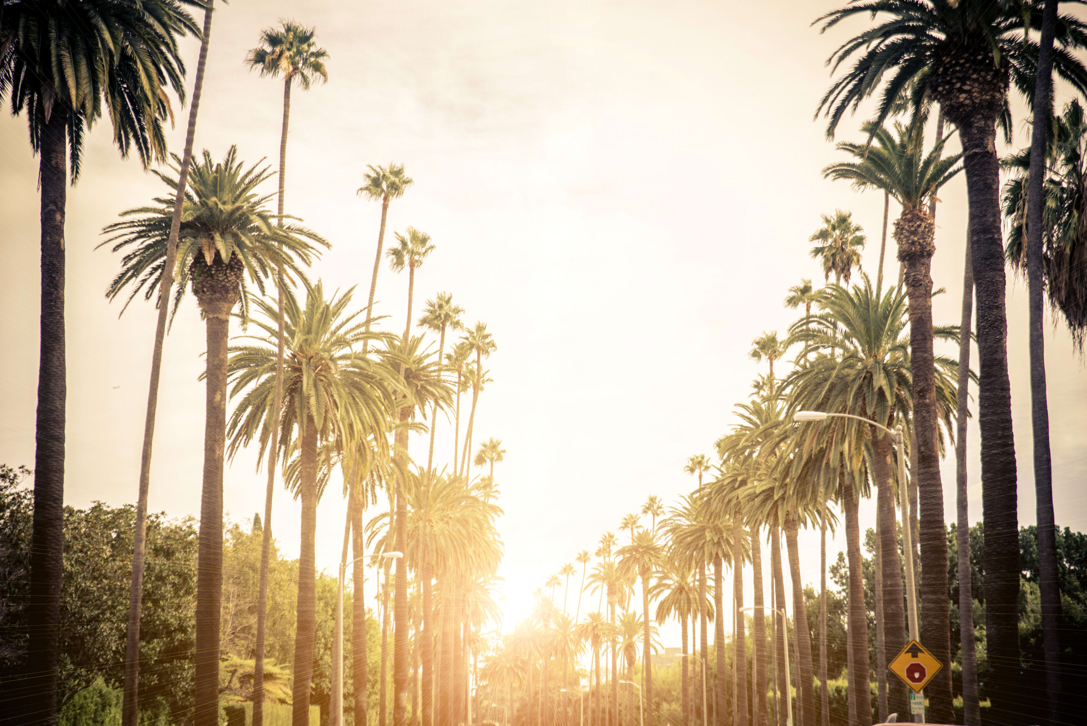 A row of tall palm trees lining a sunny street in Los Angeles, California.