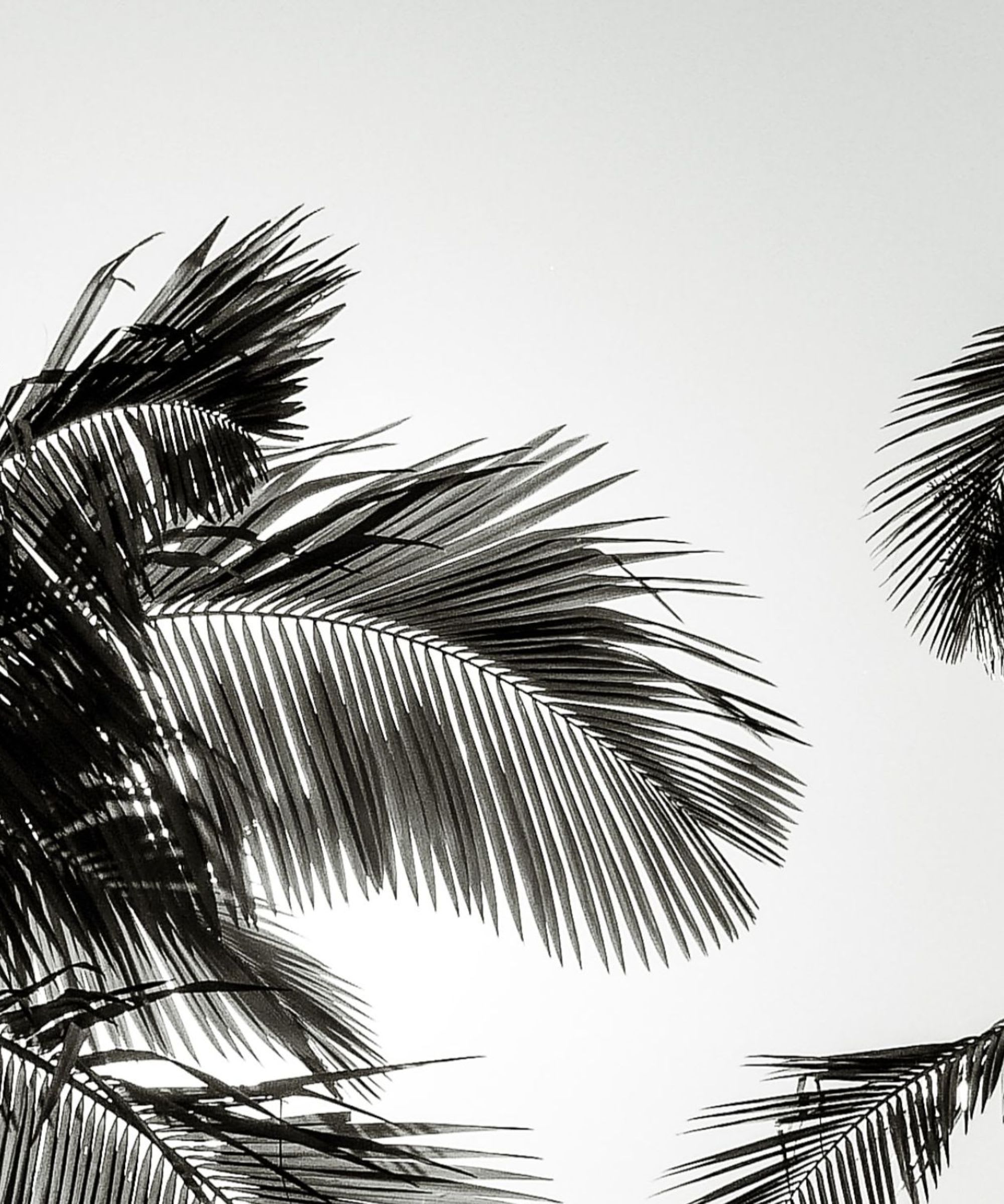 A black and white silhouette of a tall palm tree leaves