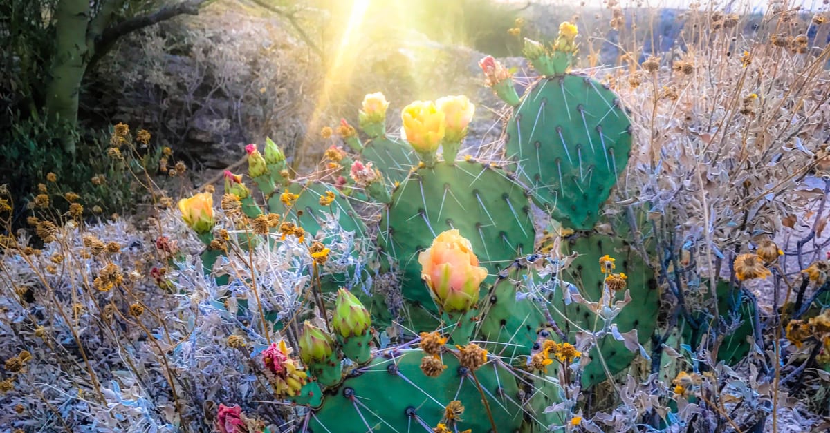 Prepping for an Arizona Spring