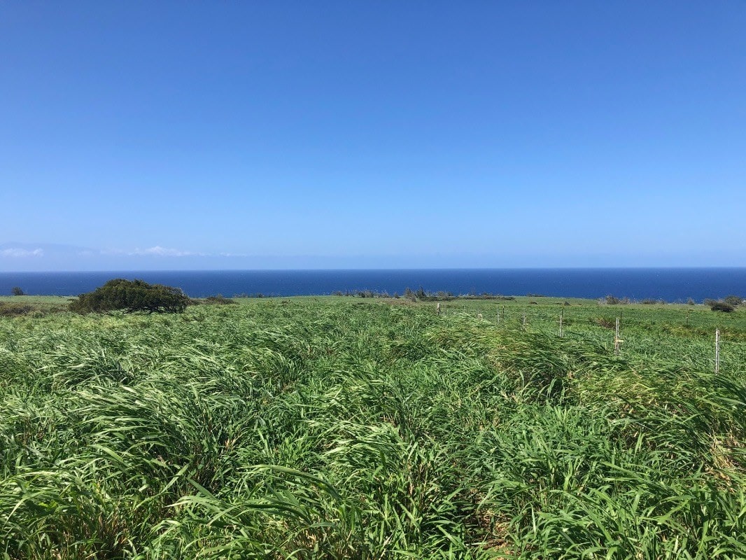 NORTH KOHALA LOT #306