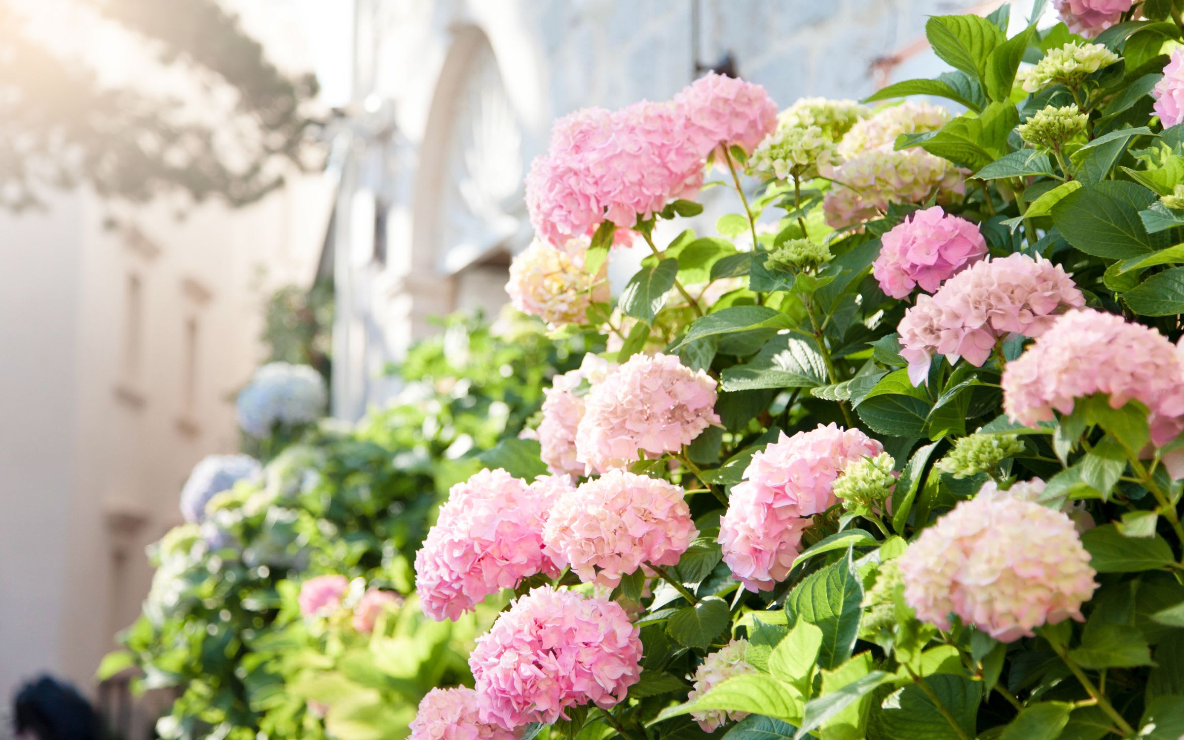 A cluster of pink and white hydrangea flowers in full bloom