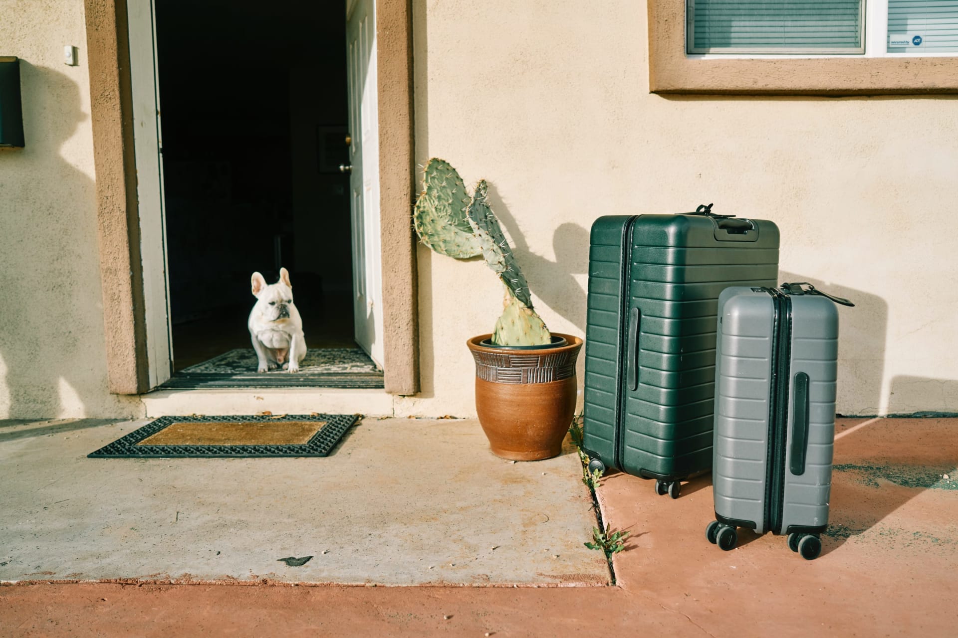 How to Help Your Dog Transition Smoothly Into Your New Home