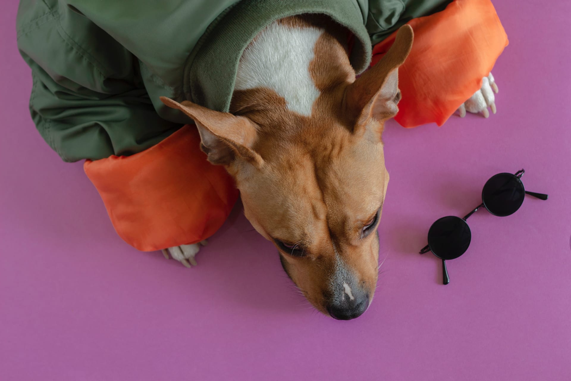 Jamaica Plain Canine Parade and Fashion Show JP Centre / South Main