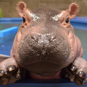 Young hippopotamus facing the camera at the edge of a blue pool.