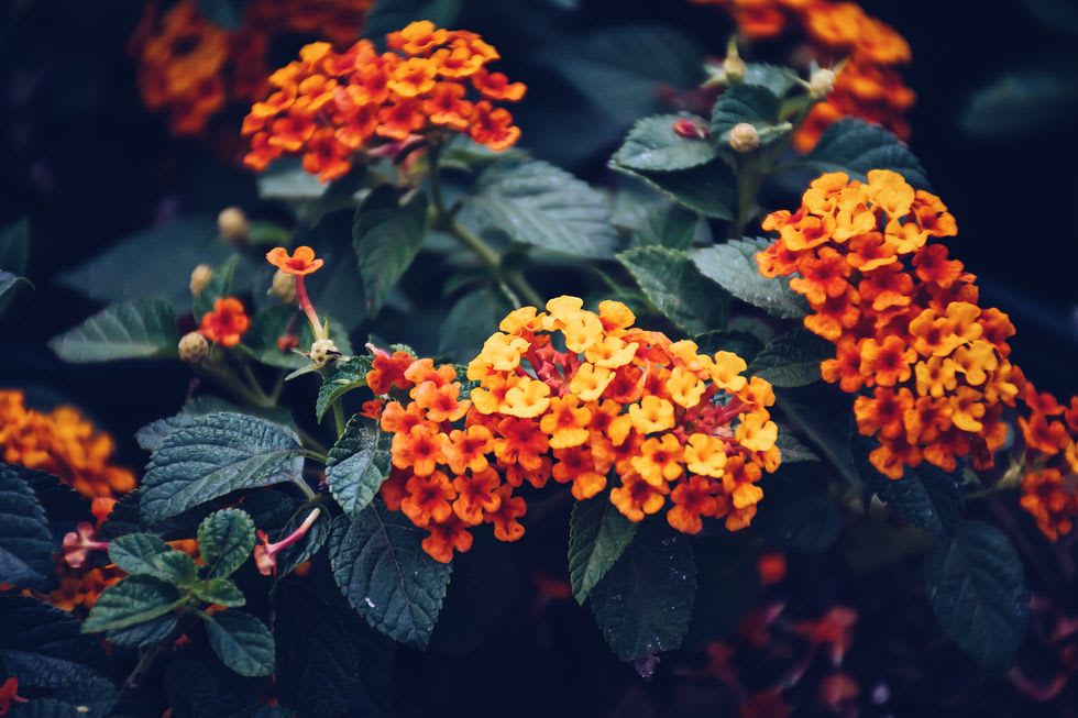 Orange and yellow lantana flower clusters among dark green leaves.