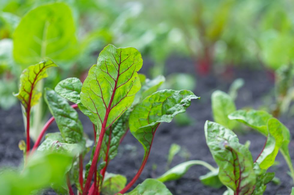 Swiss chard with bright green leaves and red stems growing in dark soil.
