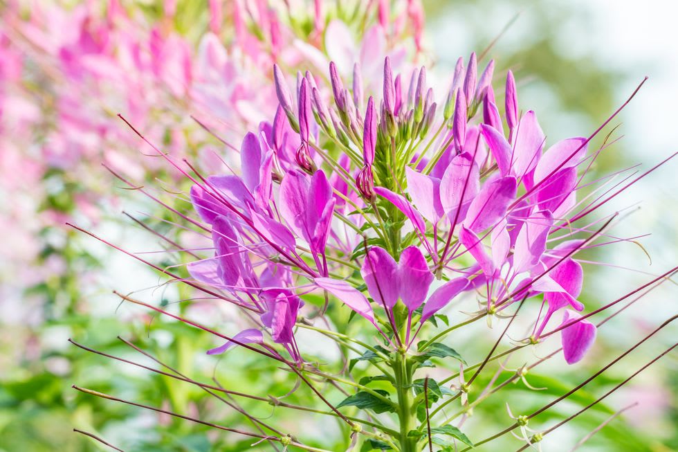Pink and purple spider flowers with long slender stamens among green foliage.