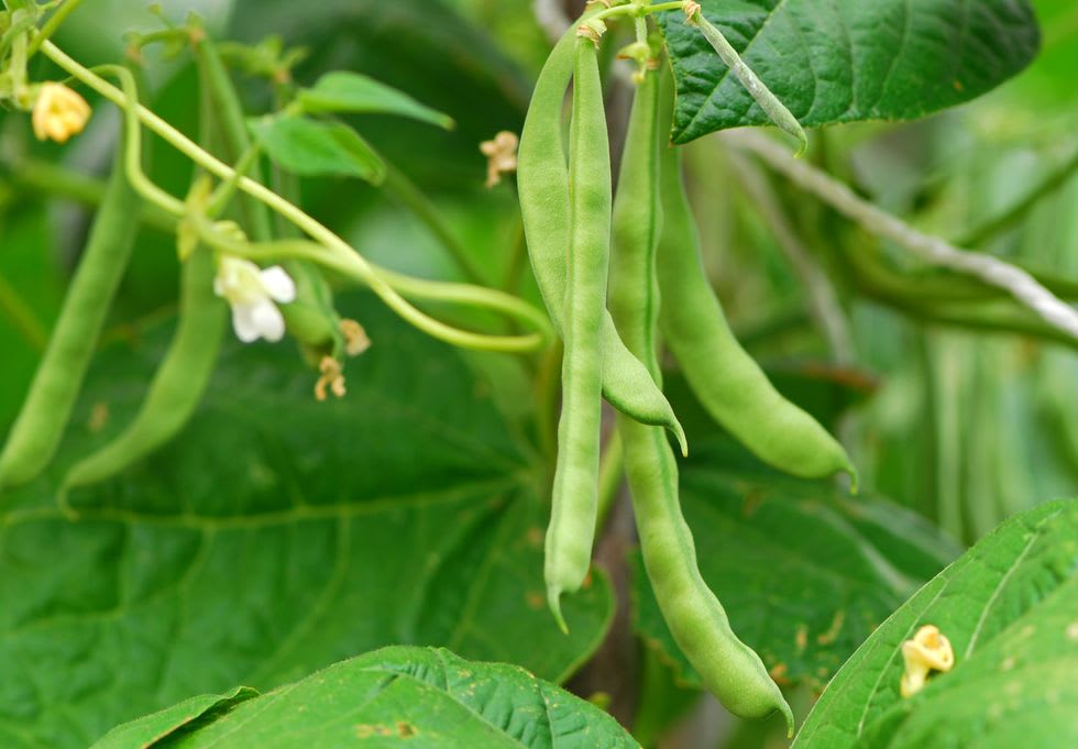 Green bean pods hanging from a leafy plant beside small pale flowers.