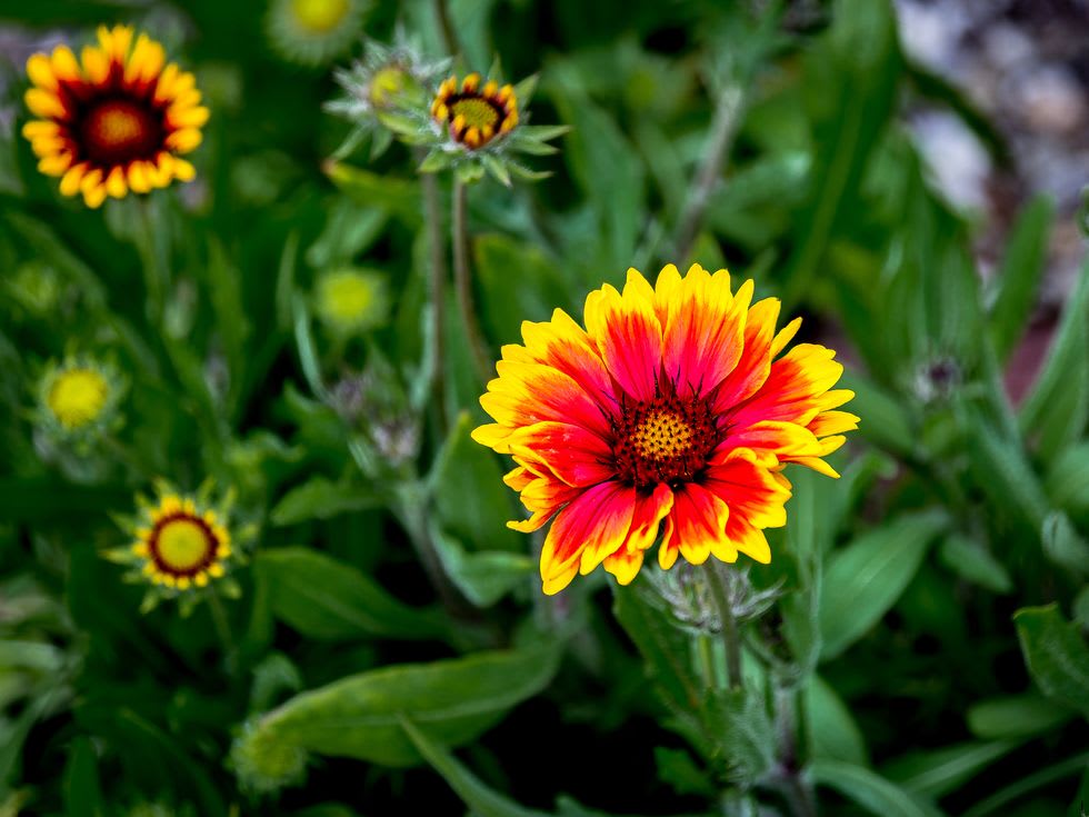 Red and yellow blanket flowers bloom among dense green foliage.