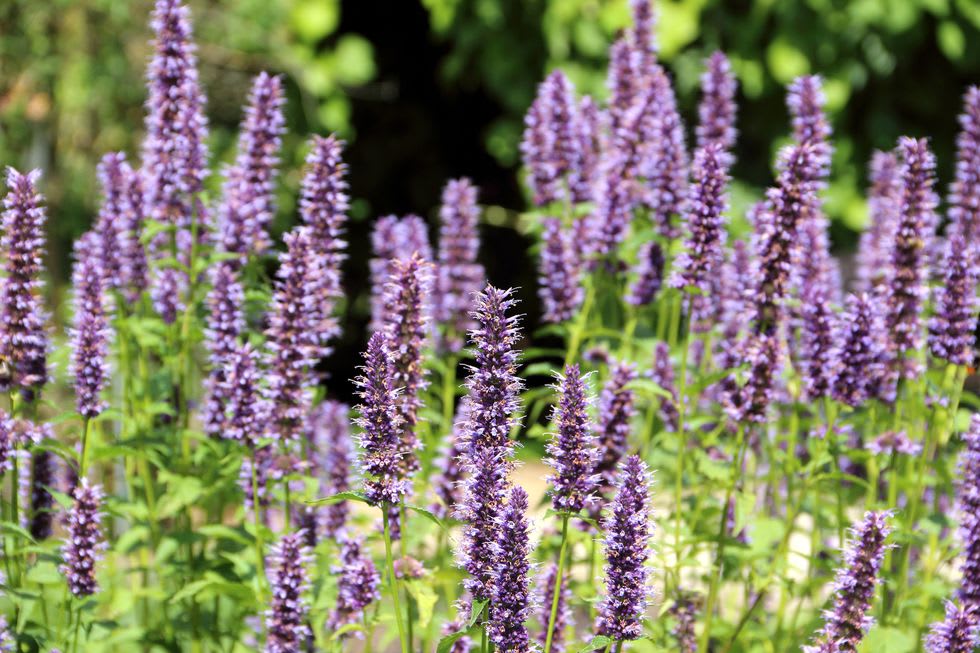 Tall purple flower spikes rise above green foliage in a sunlit garden.