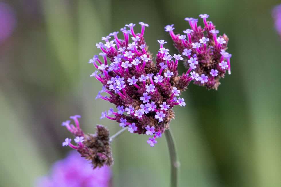 Clusters of tiny lavender and magenta flowers on slender stems against a blurred green background.