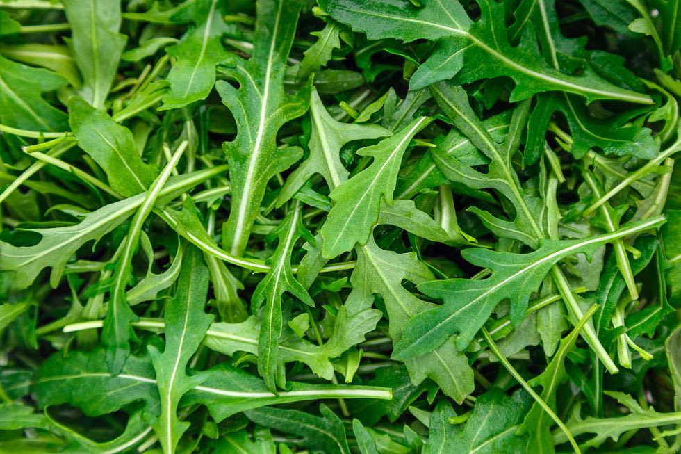 Fresh arugula leaves with lobed edges and pale stems.