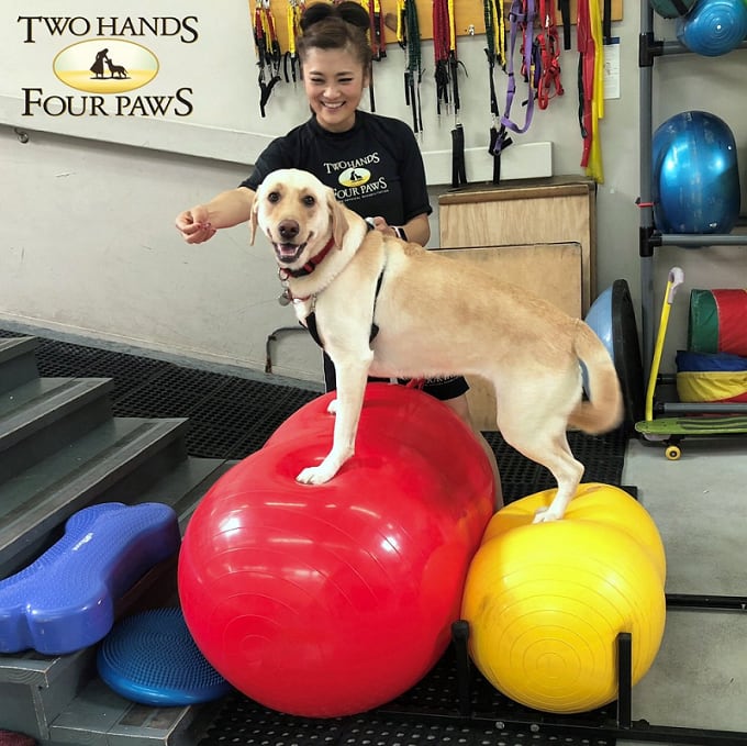 Two Hands Four Paws Foundation