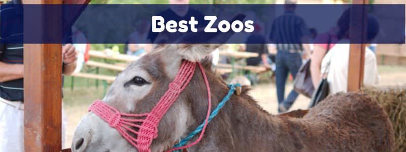 Donkey wearing a pink halter at an outdoor petting zoo beneath a “Best Zoos” heading.
