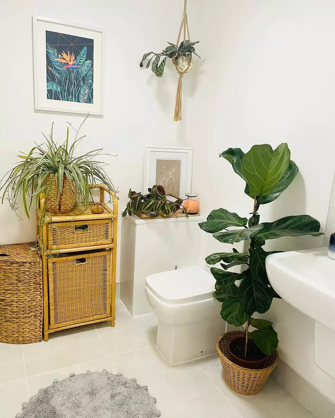 fiddle leaf fig in bathroom